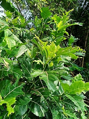 포토 JPG 해외이미지 나무 식물 공원 꽃 백그라운드 잎 꽃무늬 밭 농업 과일 자연 건강 사람없음 야외 초록색 컬러풀 농장 환경 정원 보라색 봄 성장 벚꽃 신선 얼룩 대만 유기농 질감 내추럴 해외포토 웰빙 계절 공공시설 산업 아시아 컬러 무늬 생태계 파일형식 이미지허브