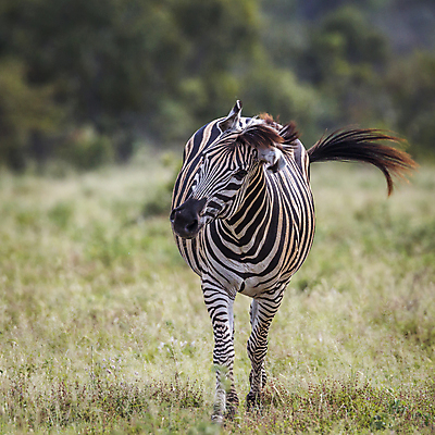 포토 JPG 해외이미지 동물 야생동물 포유류 모션 아프리카 자연 국립공원 사람없음 관광지 걷기 황무지 보호 사파리 정사각형 얼룩말 남아프리카 보츠와나 보호구역 해외포토 도형 공원 나라 여행 컨셉 말_동물 생태계 구역 파일형식 이미지허브