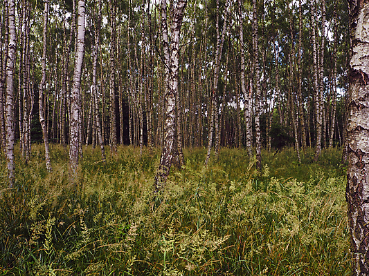 포토 JPG 해외이미지 나무 식물 계절 공원 줄기 백그라운드 잎 자연 풍경 사람없음 야외 목재 초록색 여름 빛 햇빛 환경 흰색 나뭇가지 숲 장면 해외포토 공공시설 컬러 재료 태양 생태계 파일형식 이미지허브