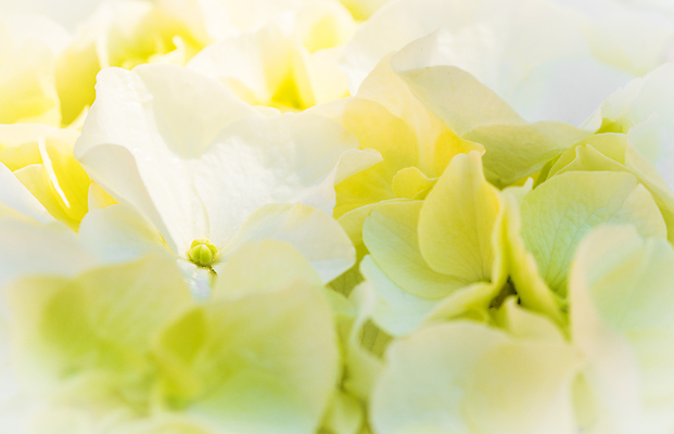 포토 JPG 해외이미지 식물 꽃잎 꽃 결혼 백그라운드 자연 사람없음 야외 가로 햇빛 정원 맑음 벚꽃 흰색 신선 신용카드 원예 질감 엽서 부드러움 수국 해외포토 컬러 날씨 이벤트 취미 금융 태양 감각 편지 생태계 파일형식 이미지허브