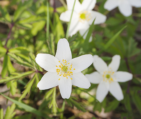 포토 JPG 해외이미지 식물 1 계절 꽃잎 꽃 백그라운드 잎 꽃무늬 자연 풍경 사람없음 야외 목재 초록색 빛 태양 머리 정원 봄 들꽃 벚꽃 흰색 신선 개화 숲 싱글 냄새 여우 내추럴 꽃수술 삼림지대 아네모네 해외포토 자연요소 나무 컬러 무늬 재료 포유류 신체부위 생태계 파일형식 이미지허브