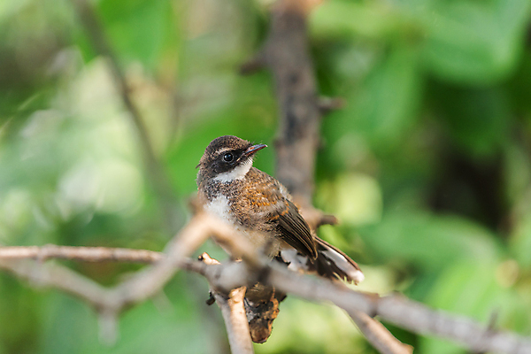 포토 JPG 해외이미지 나무 식물 동물 공원 야생동물 태국 자연 조류 앉기 사람없음 야외 초록색 컬러풀 정원 검은색 흰색 나뭇가지 관찰 황무지 작음 깃털 사냥 공포 말레이시아 동물상 해외포토 공공시설 아시아 컬러 모션 조형물 크기 생태계 파일형식 이미지허브