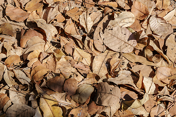 포토 JPG 해외이미지 나무 식물 계절 공원 백그라운드 잎 패턴 자연 벽지 건조 사람없음 야외 컬러풀 갈색 노란색 가을 죽음 숲 질감 내추럴 땅바닥 해외포토 공공시설 컬러 무늬 바닥 생태계 파일형식 이미지허브