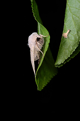 포토 JPG 해외이미지 나무 식물 동물 응시 얼굴 야생동물 곤충 잎 자연 검은배경 휴식 생물 안테나 씨앗 사람없음 야외 초록색 갈색 카메라 환경 정원 검은색 활발 닫기 야간 크림 묘사 생태계 꽃가루 솜털 서식지 자작나무 나방 내추럴 경보 숨기 카피스페이스 해외포토 자연요소 시선 컬러 백그라운드 컨셉 통신 모션 신체부위 전자제품 공백 가루 파일형식 이미지허브