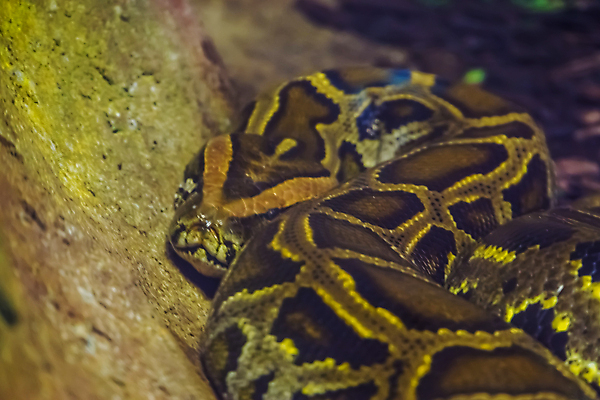 포토 JPG 해외이미지 동물 아시아 얼굴 백그라운드 파충류 종류 동양인 사람없음 반려동물 컬러풀 갈색 노란색 머리 검은색 활발 뱀 변화 큼 인도인 꼬리 이국적 인기 해외포토 외국인 나라 컬러 컨셉 인종 신체부위 크기 파일형식 이미지허브