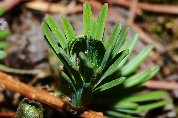 포토 JPG 해외이미지 나무 식물 자연 사람없음 나뭇가지 소나무 전나무 가문비나무 그리너리 해외포토 생태계 파일형식 트랜드컬러 이미지허브