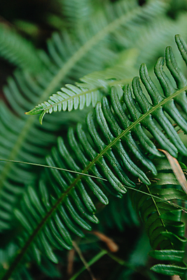 포토 JPG 해외이미지 백그라운드 잎 자연 근접촬영 사람없음 아웃포커스 초록색 양치식물 해외포토 식물 뷰포인트 컬러 촬영기법 생태계 파일형식 이미지허브