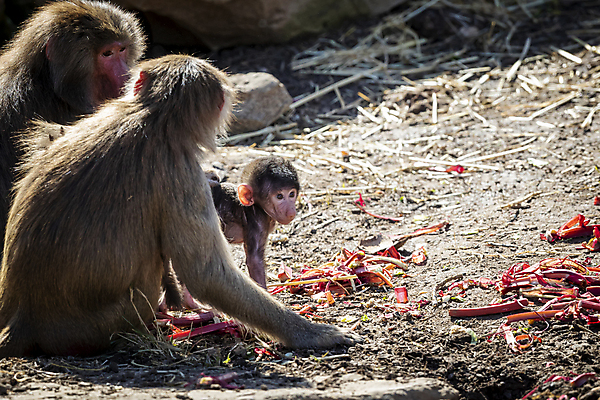 포토 JPG 해외이미지 나무 동물 무기 야생동물 장난 포유류 가족 자연 놀이 휴식 털 사람없음 야외 햇빛 갈색 머리 걷기 산책 원숭이 아기 치아 모피 꼬리 침팬지 해외포토 식물 컬러 컨셉 관계 모션 사람 신체부위 태양 소화기관 생태계 파일형식 이미지허브