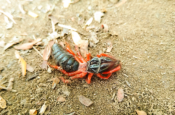 포토 JPG 해외이미지 식물 동물 길 야생동물 선 음식 벽 곤충 백그라운드 컨셉 자국 자연 노동자 주택 안테나 건강 사람없음 목재 빨간색 초록색 갈색 걷기 검은색 흰색 업무 그룹 닫기 해충 벌레 작음 묘사 개미 내추럴 고립 동물상 침범 통일 많음 해외포토 나무 직업 컬러 재료 통신 모션 건물 조형물 작업 크기 생태계 파일형식 이미지허브