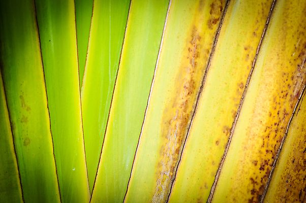 포토 JPG 해외이미지 모양 나무 식물 선 백그라운드 컨셉 잎 패턴 자연 표면 추상 건조 손바닥 사람없음 야외 초록색 농작물 갈색 노란색 줄무늬 성장 나뭇가지 점 허브 유기농 질감 대각선 내추럴 평행 썩음 옛날 이국적 잔물결 줄서기 효과 해외포토 손 웰빙 물결 컬러 무늬 농업 모션 생태계 파일형식 이미지허브