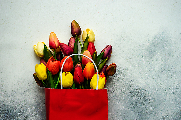 포토 JPG 해외이미지 꽃 포장 회색배경 사람없음 튤립 담기 해외포토 식물 백그라운드 모션 회색 파일형식 이미지허브