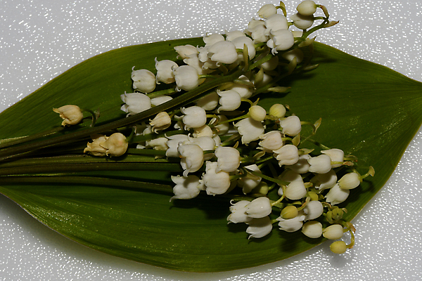 포토 JPG 해외이미지 식물 꽃 꽃다발 자연 사람없음 개화 그리너리 해외포토 생태계 파일형식 트랜드컬러 이미지허브