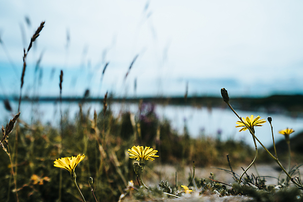 포토 JPG 해외이미지 구름 라이프스타일 꽃 모래 파도 바다 여행 꽃무늬 자연 하늘 휴가 영국 잉글랜드 풍경 사람없음 물 여름 파란색 햇빛 태양 걷기 수영 봄 하이킹 시골 신선 보트 서핑 가장자리 요크셔테리어 내추럴 해외포토 자연요소 식물 계절 유럽 컬러 무늬 배_교통 모션 레저 생활 수상스포츠 둘레 테리어 생태계 파일형식 이미지허브