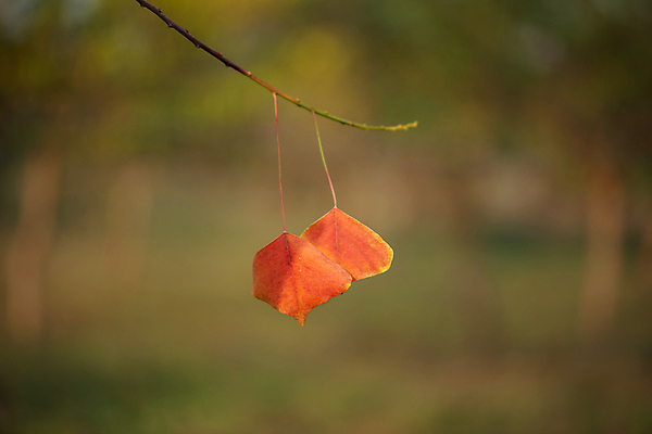 포토 JPG 해외이미지 나무 식물 계절 공원 백그라운드 단풍 잎 겨울 오렌지 자연 건조 풍경 사람없음 야외 빨간색 컬러풀 갈색 노란색 환경 정원 추위 수확 가을 흰색 나뭇가지 황금 숲 질감 서리 10월 내추럴 미니멀 해외포토 공공시설 컬러 농업 과일 날짜 생태계 파일형식 이미지허브