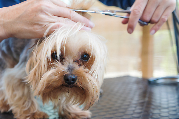 포토 JPG 해외이미지 손 들기 아웃포커스 신체부위 반려동물 잡기 개 자르기 요크셔테리어 돌봄 미용가위 애견미용 애견미용사 해외포토 동물 포유류 모션 가위_도구 촬영기법 사람 뷰티 미용용품 미용사 테리어 파일형식 이미지허브