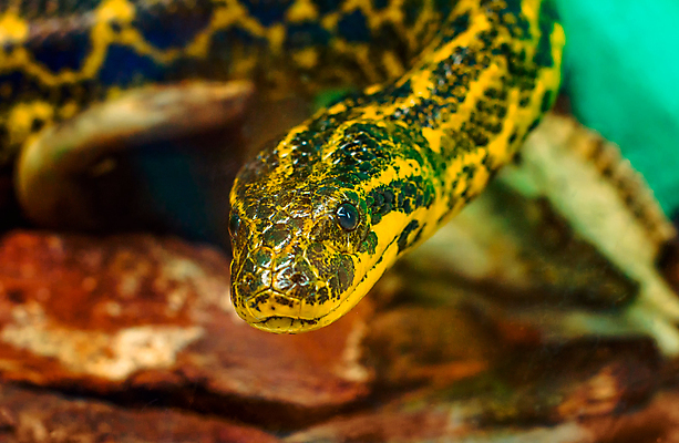 포토 JPG 해외이미지 동물 1 야생동물 오렌지 파충류 자연 휴식 동물원 저울 사람없음 노란색 머리 줄무늬 반지 거친 뱀 닫기 위험 가죽 피부 묘사 질감 눈금 육식동물 사냥꾼 남쪽 내추럴 이국적 최면 오싹 해외포토 직업 컬러 컨셉 무늬 과일 장신구 모션 신체부위 방향 생태계 파일형식 이미지허브