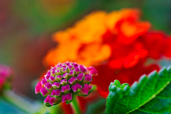 포토 JPG 해외이미지 식물 계절 꽃잎 꽃 분홍색 꽃다발 백그라운드 잎 꽃무늬 패턴 밭 농업 오렌지 자연 아침 추상 사람없음 야외 빨간색 초록색 여름 컬러풀 노란색 정원 보라색 봄 활발 성장 벚꽃 신선 개화 닫기 묘사 질감 보케 내추럴 고립 해외포토 주간 산업 컬러 컨셉 무늬 과일 모션 생태계 파일형식 이미지허브