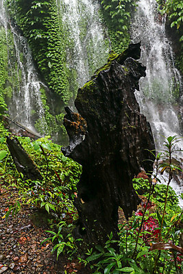 포토 JPG 해외이미지 나무 식물 계절 공원 백그라운드 잎 자연 이끼 풍경 사람없음 야외 목재 초록색 여름 환경 맑음 폭포 성장 가을 떨어짐 숲 유기농 생태계 발리 인도네시아 분무기 나무껍질 내추럴 고립 땅바닥 삼림지대 생태학 옛날 해외포토 웰빙 공공시설 교육 아시아 컬러 섬 컨셉 재료 날씨 바닥 껍질 파일형식 이미지허브