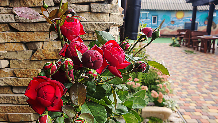 포토 JPG 해외이미지 식물 계절 공원 꽃잎 꽃 벽 꽃다발 곤충 백그라운드 잎 밭 공 자연 벽지 따뜻함 선물 사람없음 장식 물 빛 장미 정원 봄 회색 벚꽃 흰색 신선 뜨거움 투명 맛 수집 질감 향기 냄새 엽서 꽃가루 꿀 흙더미 비네팅 용량 정물화 해외포토 자연요소 동물 공공시설 컬러 컨셉 농업 촬영기법 흙 가루 편지 그림 생태계 파일형식 더미 이미지허브