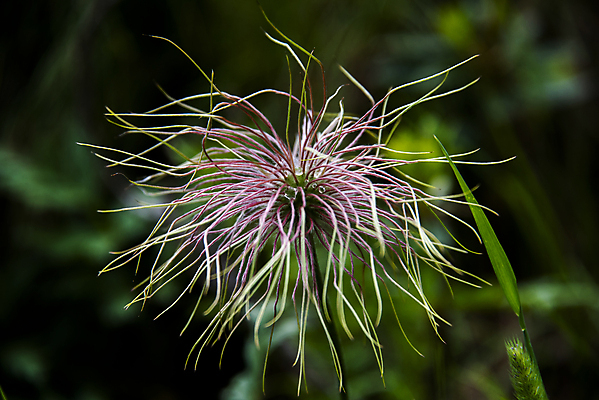 포토 JPG 해외이미지 식물 꽃잎 꽃 유럽 백그라운드 꽃무늬 자연 사람없음 야외 목재 초록색 여름 노란색 정원 봄 이탈리아 벚꽃 흰색 신선 전기에너지 숲 허브 뿌리 내추럴 꽃수술 삼림지대 아네모네 필라멘트 스타일 해외포토 나무 계절 나라 컬러 무늬 재료 에너지 생태계 파일형식 이미지허브