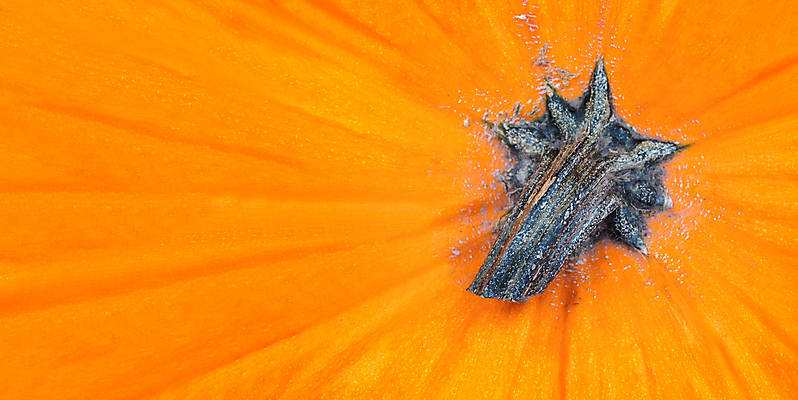 포토 JPG 해외이미지 배너 계절 음식 백그라운드 채소 오렌지 자연 호박 사람없음 초록색 농작물 활발 수확 가을 신선 질감 숙성 카피스페이스 해외포토 컬러 컨셉 농업 과일 공백 생태계 파일형식 이미지허브