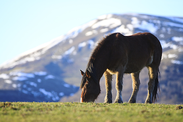 포토 JPG 해외이미지 동물 포유류 자연 산 사람없음 초록색 먹이 해외포토 컬러 생태계 파일형식 이미지허브