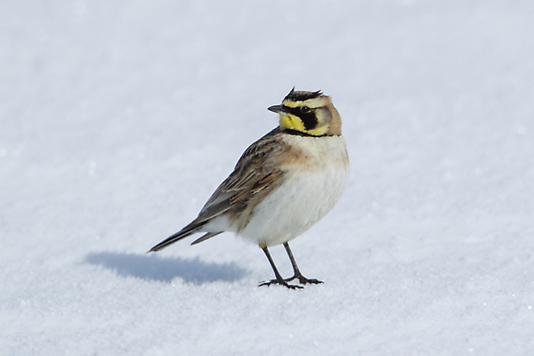 포토 JPG 해외이미지 동물 1 계절 남자 야생동물 백그라운드 겨울 밭 날개 자연 조류 뿔 앉기 사람없음 야외 컬러풀 노란색 환경 추위 흰색 작음 깃털 꼬리 부리 서식지 계산서 내추럴 2월 동물상 땅바닥 워싱턴 해외포토 컬러 농업 모션 바닥 사람 조형물 미국 날짜 크기 생태계 파일형식 이미지허브