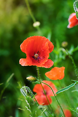 포토 JPG 해외이미지 식물 꽃 백그라운드 꽃무늬 밭 자연 풍경 사람없음 빨간색 초록색 여름 정원 봄 벚꽃 개화 양귀비 내추럴 해외포토 계절 컬러 무늬 농업 생태계 파일형식 이미지허브