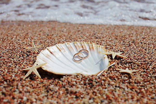 포토 JPG 해외이미지 주간 모래 불가사리 해변 사람없음 야외 조개껍데기 결혼반지 해외포토 자연요소 바다 결혼 조개 극피동물 반지 파일형식 이미지허브