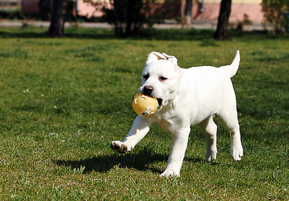 포토 JPG 해외이미지 응시 공원 행복 어린이 놀이 탁자 사람없음 반려동물 노란색 귀여움 기쁨 개 리트리버 달콤 강아지 래브라도리트리버 위치 창백 기르기 유래 해외포토 동물 시선 공공시설 감정 컬러 가구 컨셉 포유류 사람 맛 돌봄 파일형식 이미지허브