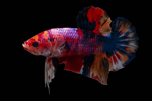 포토 JPG 해외이미지 동물 파도 백그라운드 이동 오렌지 모션 태국 자연 벽지 불 어류 미술 사람없음 장식 물 파란색 반려동물 컬러풀 검은색 수중 수영 희망 힘 흰색 고급 우아함 꼬리 싸움 지느러미 수족관 강렬 고립 공격적 멀티 이국적 해외포토 자연요소 감정 아시아 바다 컬러 컨셉 과일 문화예술 수중동물 수상스포츠 생태계 파일형식 이미지허브