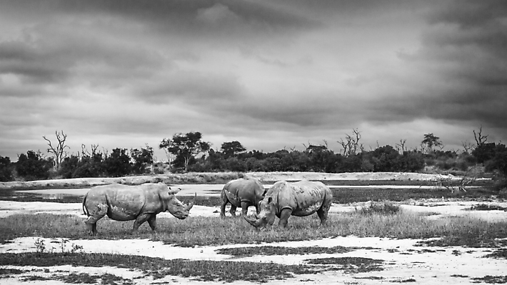 포토 JPG 해외이미지 동물 야생동물 포유류 아프리카 자연 흑백 국립공원 3 풍경 사람없음 가로 황무지 보호 사파리 코뿔소 서식지 남아프리카 보호구역 사바나 왕국 해외포토 멸종위기종 공원 나라 컨셉 촬영기법 생태계 구역 파일형식 이미지허브