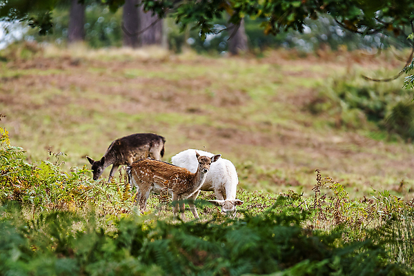 포토 JPG 해외이미지 나무 동물 공원 남자 실루엣 야생동물 백그라운드 포유류 자연 아침 사슴 영국 털 뿔 풍경 사람없음 목재 머리 달러 가을 게임 숲 바퀴자국 트로피 꼬리 사냥 내추럴 몬스터 무료 암사슴 스코틀랜드 해외포토 주간 식물 계절 공공시설 유럽 돈 재료 자국 놀이 촬영기법 사람 신체부위 암컷 상_우승 생태계 파일형식 이미지허브