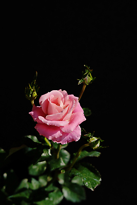 포토 JPG 해외이미지 식물 디자인 꽃잎 꽃 분홍색 꽃다발 결혼 백그라운드 꽃무늬 자연 유리 탁자 엄마 선물 사랑 미술 사람없음 목재 장식 장미 정원 검은색 침묵 봄 벚꽃 흰색 신선 신용카드 개화 그룹 싱글 아로마 내추럴 고립 정물화 파스텔톤 해외포토 나무 계절 감정 컬러 가구 무늬 재료 가족 재질 문화예술 이벤트 금융 소리 그림 생태계 파일형식 이미지허브