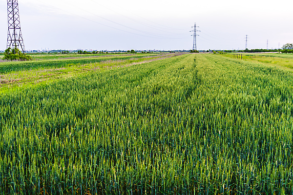 포토 JPG 해외이미지 식물 계절 음식 줄기 백그라운드 밭 농업 자연 하늘 씨앗 풍경 사람없음 야외 초록색 여름 농작물 햇빛 태양 농장 일출 환경 일몰 봄 수확 성장 시골 신선 낟알 땅 시리얼 밀 유기농 장면 내추럴 수평선 해외포토 자연요소 웰빙 산업 컬러 곡류 노을 생태계 파일형식 이미지허브
