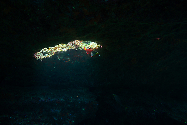 포토 JPG 해외이미지 동물 야생동물 바다 섬 여행 창문 학교 자연 낚시 어류 사람없음 빨간색 물 파란색 빛 바닷속 수중 수영 펼침 구멍 잠수부 생태계 다이빙 암초 내추럴 깊이 무료 파라다이스 해외포토 자연요소 교육 컬러 모션 레저 수중동물 수상스포츠 전문직 수중스포츠 파일형식 이미지허브