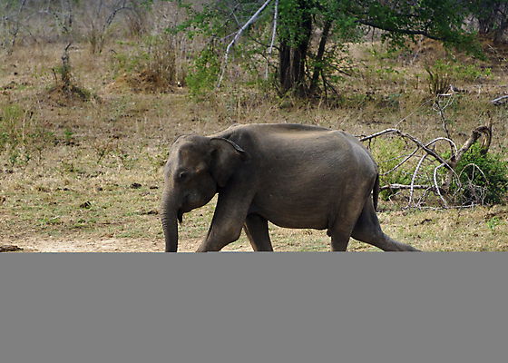 포토 JPG 해외이미지 동물 1 공원 아시아 호수 야생동물 여행 포유류 아프리카 자연 코끼리 서기 동양인 사람없음 야외 물 강 달리기 환경 힘 산책 회색 황무지 보호 군중 큼 사파리 싱글 먼지 상아 멸종 내추럴 사바나 생태학 스리랑카 전국 해외포토 자연요소 공공시설 교육 나라 컬러 컨셉 모션 휴식 사람 인종 크기 생태계 파일형식 이미지허브