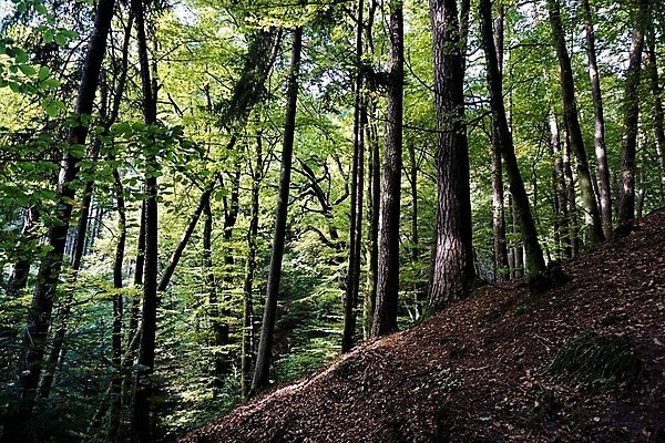 포토 JPG 해외이미지 나무 공원 여행 백그라운드 자연 하늘 풍경 사람없음 야외 목재 초록색 물 여름 파란색 강 노란색 골짜기 맑음 폭포 하이킹 가을 바위 개울 황무지 황금 숲 신비 늑대 10월 내추럴 해외포토 자연요소 식물 계절 공공시설 컬러 컨셉 재료 포유류 레저 날씨 날짜 생태계 파일형식 이미지허브