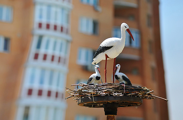 포토 JPG 해외이미지 계절 오렌지 가족 조류 성인 사람없음 야외 건물 검은색 자유 아기 출산 바퀴 막대기 둥지 심볼 깃털 우크라이나 황새 해외포토 동물 건축물 유럽 컬러 컨셉 과일 관계 사람 파일형식 이미지허브