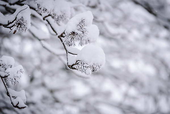 포토 JPG 해외이미지 주간 겨울 풍경 사람없음 야외 아웃포커스 나뭇가지 눈 상고대 겨울풍경 해외포토 자연요소 나무 계절 날씨 촬영기법 서리 파일형식 이미지허브