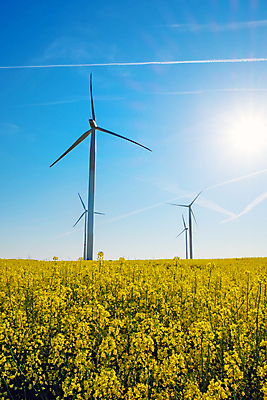 포토 JPG 해외이미지 꽃 농업 자연 바람 사람없음 농작물 글로벌 햇빛 태양 농장 노란색 환경 힘 풍차 에너지 벚꽃 바퀴 개화 낟알 시리얼 유채 엔진 온실 효과 해외포토 자연요소 식물 산업 음식 컬러 날씨 생태계 파일형식 이미지허브