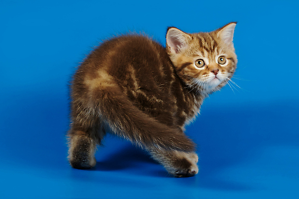 포토 JPG 해외이미지 동물 응시 백그라운드 장난 포유류 털 사람없음 반려동물 귀여움 고양이 줄무늬 흰색 작음 모피 사진사 호기심 얼룩무늬 솜털 고립 기르기 직진 스코틀랜드 해외포토 시선 감정 컬러 컨셉 무늬 영국 크기 작가 돌봄 파일형식 이미지허브