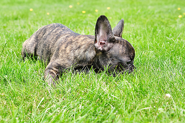 포토 JPG 해외이미지 동물 1 응시 행복 얼굴 새끼 포즈 친절 사람없음 초록색 반려동물 갈색 정원 검은색 기쁨 흰색 아기 주름 개 달콤 강아지 작음 호기심 황소 불독 프랑스어 거짓말 경보 신앙심 카피스페이스 해외포토 문자 시선 감정 컬러 컨셉 포유류 사람 신체부위 공백 소 맛 크기 파일형식 이미지허브
