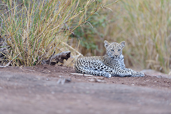포토 JPG 해외이미지 나무 동물 야생동물 포유류 포옹 아프리카 자연 사람없음 야외 고양이 점 황무지 보호 위험 작음 사파리 육식동물 표범 남아프리카 해외포토 식물 나라 컨셉 안기 반려동물 크기 생태계 파일형식 이미지허브