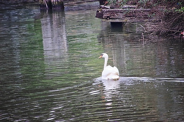 포토 JPG 해외이미지 동물 조류 사람없음 반사 보트 백조 운하 해외포토 배_교통 파일형식 이미지허브