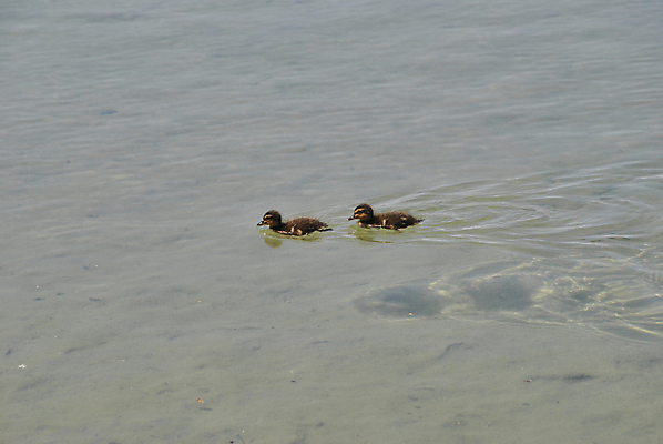 포토 JPG 해외이미지 동물 야생동물 어린이 2 날개 자연 조류 새로움 오리 털 병아리 사람없음 목재 반려동물 농장 노란색 머리 우주 가축 봄 회색 흰색 아기 신생아 달콤 작음 깃털 부리 거위 솜털 부화 물갈퀴 해외포토 나무 계절 컬러 컨셉 농업 재료 사람 신체부위 맛 크기 생태계 파일형식 이미지허브