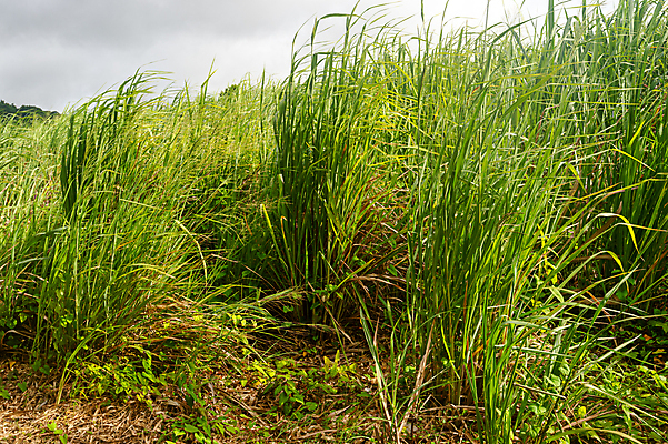 포토 JPG 해외이미지 식물 문화 음식 밭 농업 자연 지팡이 풍경 사람없음 초록색 여름 농작물 농장 주스 에너지 수확 성장 시골 설탕 연료 내추럴 바이오 서인도제도 사탕수수 해외포토 계절 산업 음료 컬러 생태계 파일형식 이미지허브