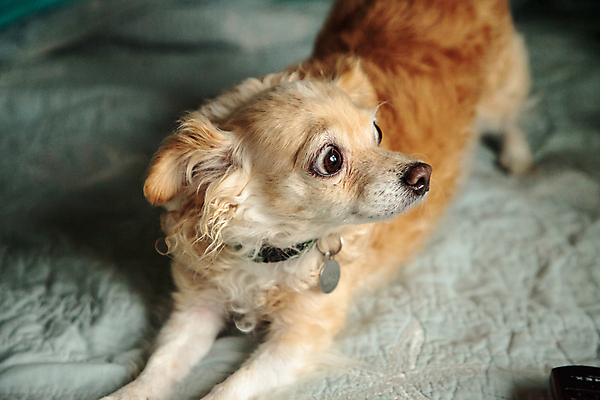 포토 JPG 해외이미지 동물 포옹 사람없음 반려동물 놀람 침대 개 치와와 송곳니 해외포토 감정 가구 포유류 안기 표정 치아 파일형식 이미지허브