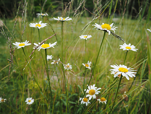 포토 JPG 해외이미지 식물 꽃잎 꽃 밭 자연 국화 사람없음 일상 초록색 노란색 정원 벚꽃 흰색 개화 데이지 꽃가루 캐모마일 해외포토 컬러 농업 라이프 가루 허브 생태계 파일형식 이미지허브
