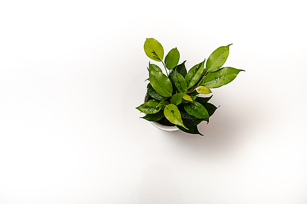 포토 JPG 해외이미지 나무 식물 꽃 화초 백그라운드 잎 자연 주택 실내 건강 사람없음 장식 초록색 정원 검은색 흙 성장 흰색 신선 냄비 작음 오브젝트 싱글 원예 내추럴 고립 광합성 심기 왕자 그리너리 해외포토 컬러 모션 취미 내부 건물 솥 크기 생태계 파일형식 트랜드컬러 이미지허브